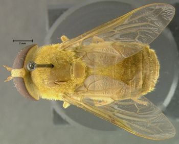 Media type: image;   Entomology 29904 Aspect: habitus dorsal view